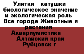 Улитки – катушки: биологическое значение и экологическая роль - Все города Животные и растения » Аквариумистика   . Алтайский край,Рубцовск г.